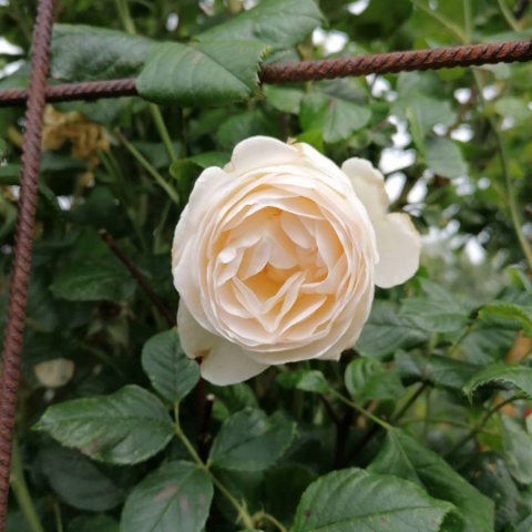 image000003